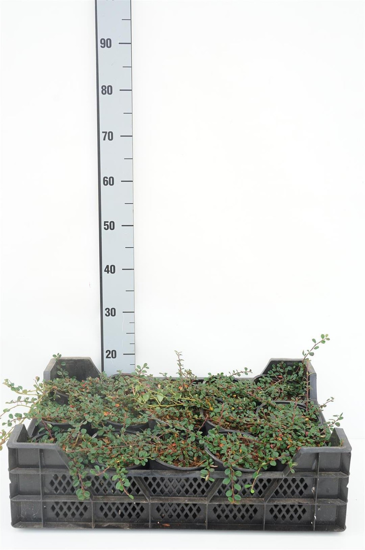 Kaulenis (Lot Cotoneaster pr.) 'Streib's Findling' C1/P13