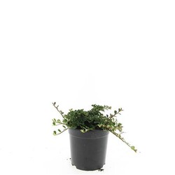 Kaulenis (Lot Cotoneaster pr.) 'Streib's Findling' C1,5/P15