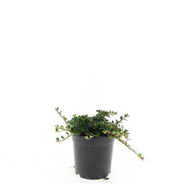 Kaulenis (Lot Cotoneaster pr.) 'Streib's Findling' C1,5/P15