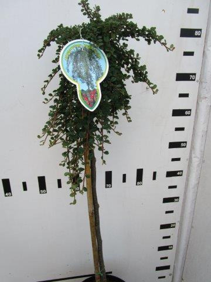 Kaulenis (Lot Cotoneaster pr.) 'Streib's Findling' C4/P21 STIEBAS 60 CM