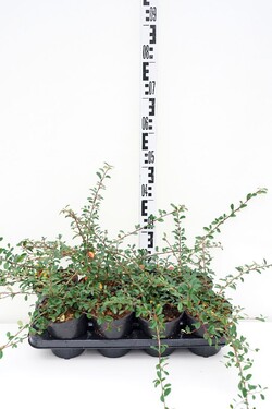Kaulenis (Lot Cotoneaster rad.) 'Eichholz' C1/P13