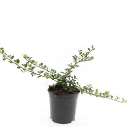 Kaulenis (Lot Cotoneaster rad.) 'Eichholz' C1,5/P15