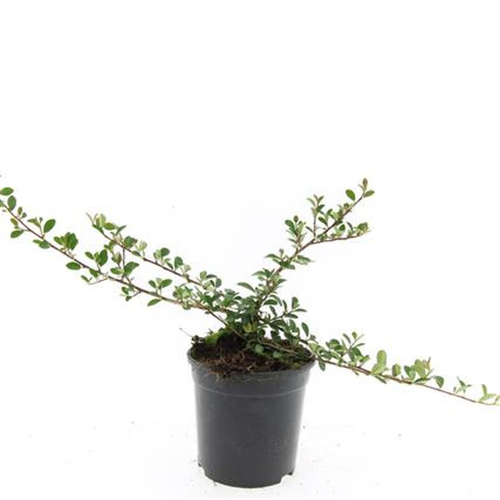 Kaulenis (Lot Cotoneaster rad.) 'Eichholz' C1,5/P15