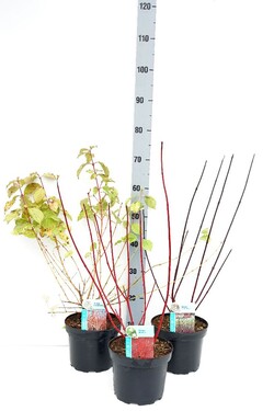 Sedula MIX (Lot Cornus in) C3/P19 50-60 CM | SEDULOS | VAISMEDŽIAI - VAISKRŪMIAI