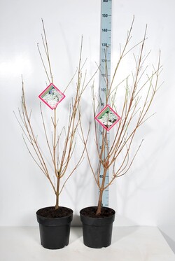 Sedula MIX (Lot Cornus in) C6,5/P24 80-100 CM 3x5 florida, kousa & kousa chinensis - nuotrauka 2