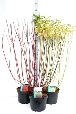 Sedula MIX (Lot Cornus in) C10 60-80 CM | SEDULOS | VAISMEDŽIAI - VAISKRŪMIAI
