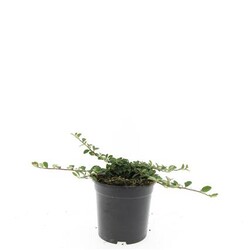 Kaulenis (Lot Cotoneaster rad.) 'Rami' C1,5/P15