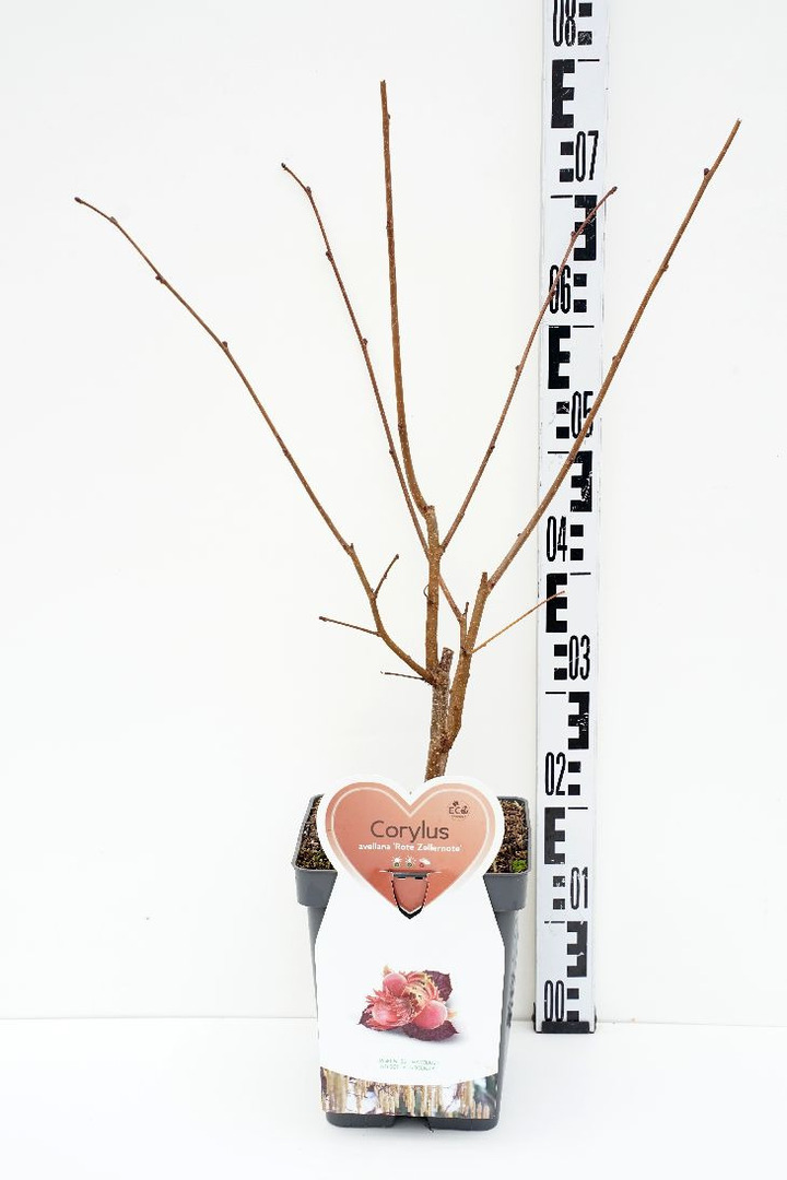 Lazdynas (Lot Corylus) 'Rode Zellernoot' C5/P23 BUSH