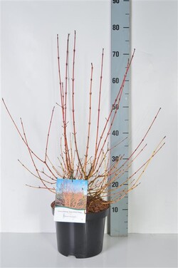 Sedula raudonoji (Lot Cornus sang.) 'Anny's Winter Orange' C4/P21 50-60 CM - nuotrauka 2