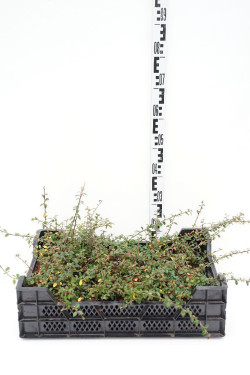 Kaulenis švedinis (Lot Cotoneaster suec.) 'Coral Beauty' P9 | KAULENIAI | KRŪMAI