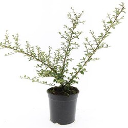 Kaulenis švedinis (Lot Cotoneaster suec.) 'Coral Beauty' C1,5/P15