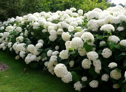 Hortenzija Šviesioji (Lot Hydrangea Arborescens) 'ANNABELLE' C5 50-70CM - nuotrauka 4