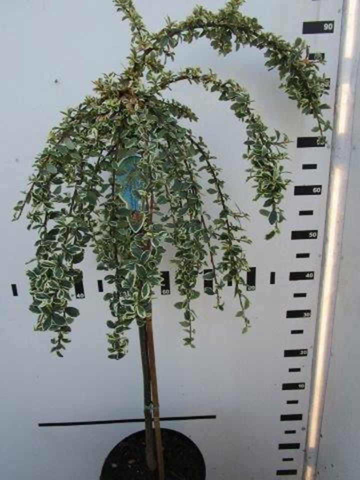 Kaulenis švedinis (Lot Cotoneaster suec.) 'Juliette' C4/P21 STIEBAS 60 CM