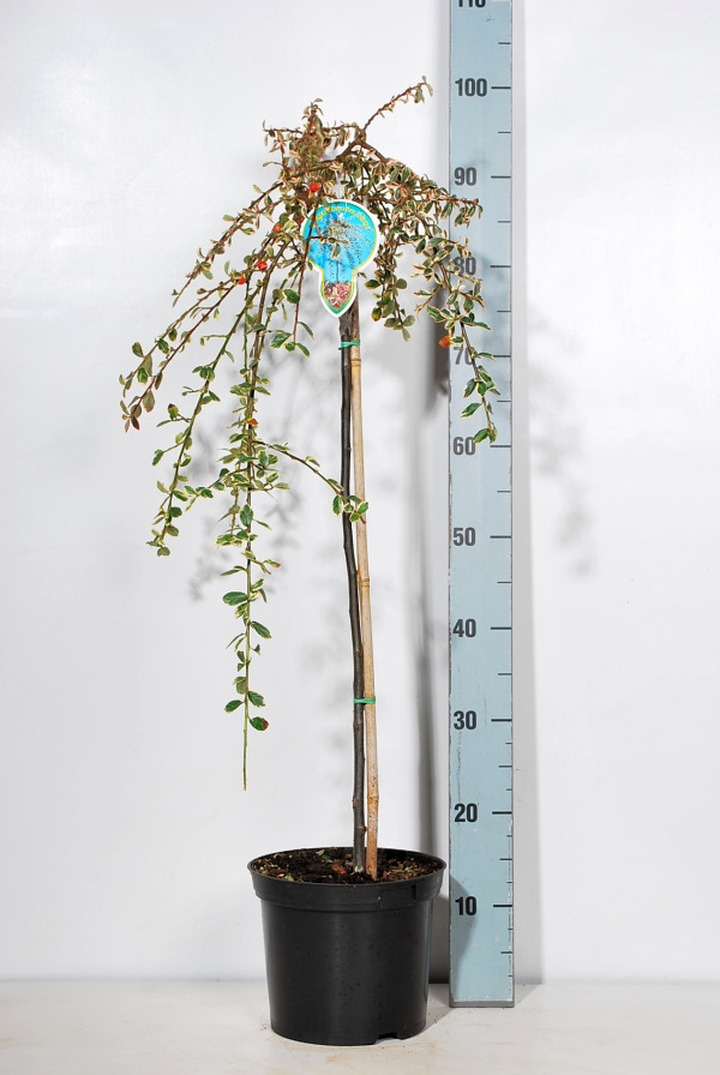 Kaulenis švedinis (Lot Cotoneaster suec.) 'Juliette' C4/P21 STIEBAS 60 CM