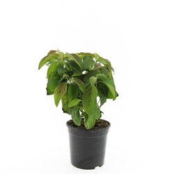 Sedula palaipinė (Lot Cornus seri.) 'Kelseyi' C1,5/P15 | SEDULOS | VAISMEDŽIAI - VAISKRŪMIAI