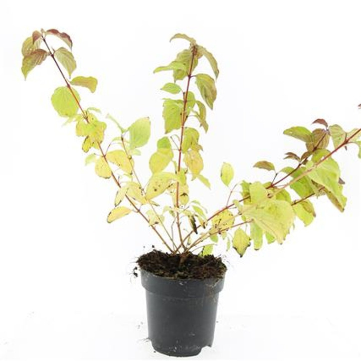 Sedula raudonoji (Lot Cornus sang.) 'Midwinter Fire' C2/P17
