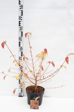 Sedula raudonoji (Lot Cornus sang.) 'Midwinter Fire' C3/P19 30-40 CM | SEDULOS | VAISMEDŽIAI - VAISKRŪMIAI