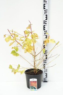 Sedula raudonoji (Lot Cornus sang.) 'Midwinter Fire' C3/P19 40-50 CM