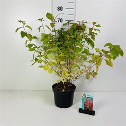 Sedula raudonoji (Lot Cornus sang.) 'Midwinter Fire' C3/P19 50-60 CM