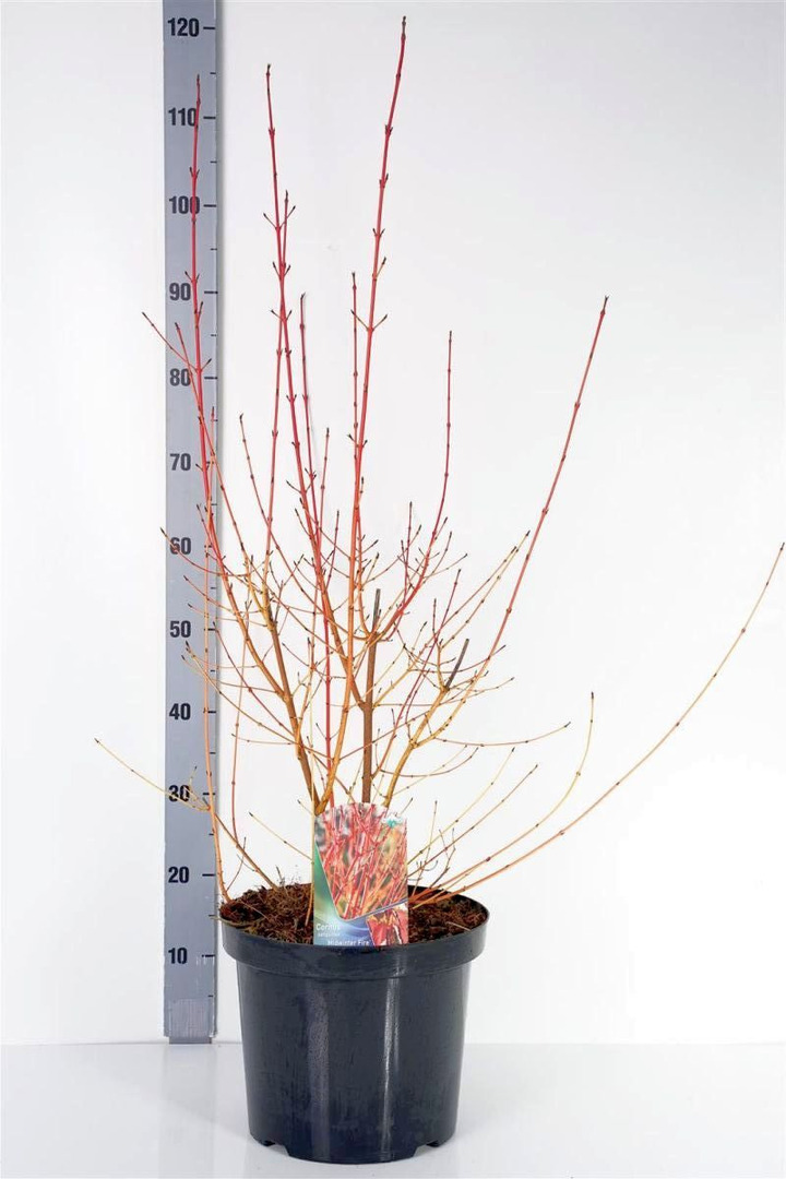 Sedula raudonoji (Lot Cornus sang.) 'Midwinter Fire' C10 60-80 CM | SEDULOS | VAISMEDŽIAI - VAISKRŪMIAI