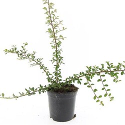 Kaulenis švedinis (Lot Cotoneaster suec.) 'Skogholm' C1,5/P15