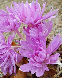 Vėlyvis (Lot Colchicum) 'Waterlily' SVOGUNĖLIAI 10 VNT