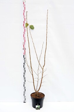 Lazdynas (Lot Corylus) 'Webb's Prize Cob' C7,5/P26 125-150 CM