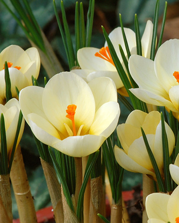 Krokai (Lot Crocus) 'Cream Beauty' | KROKAI | SVOGŪNINĖS GĖLĖS