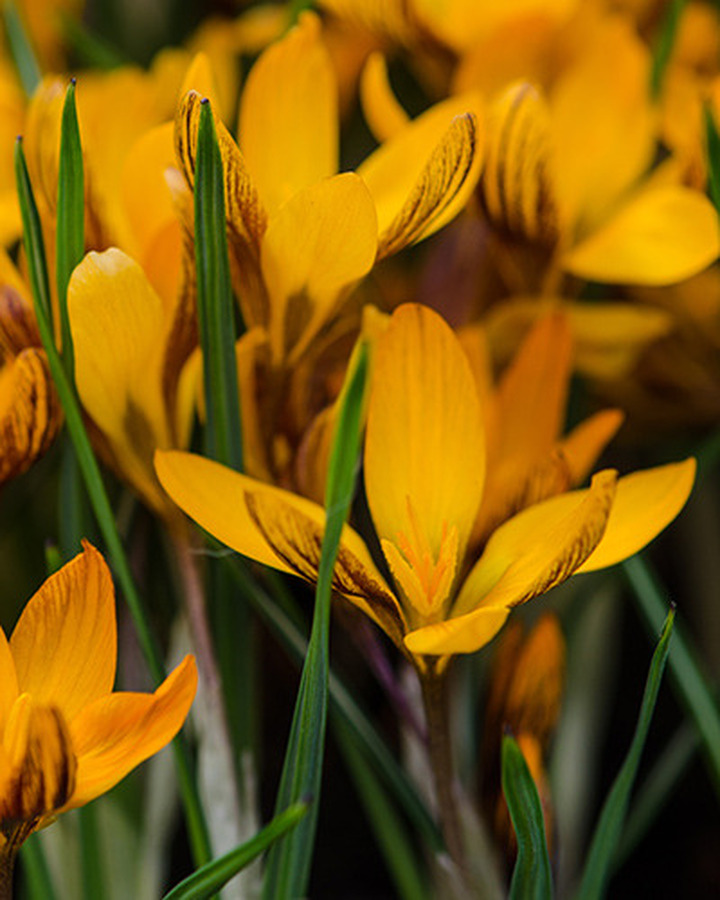 Krokai chr. (Lot Crocus chr.) 'Orange Monarch' SVOGUNĖLIAI 100 VNT