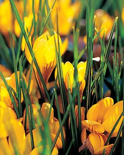 Krokai Fuscotinctus (Lot Crocus Fuscotinctus) | KROKAI | SVOGŪNINĖS GĖLĖS