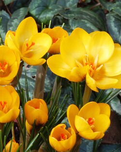 Krokai (Lot Crocus) 'Goldilocks' | KROKAI | SVOGŪNINĖS GĖLĖS