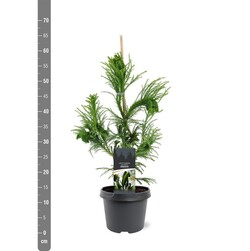 Kriptomerija japoninė (Lot Cryptomeria j.) 'Cristata' C3/P19 40-50 CM