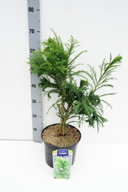 Kriptomerija japoninė (Lot Cryptomeria j.) 'Cristata' C5/P23 50-60 CM