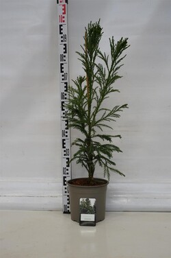 Kriptomerija japoninė (Lot Cryptomeria j.) 'Cristata' C5/P23 60-80 CM