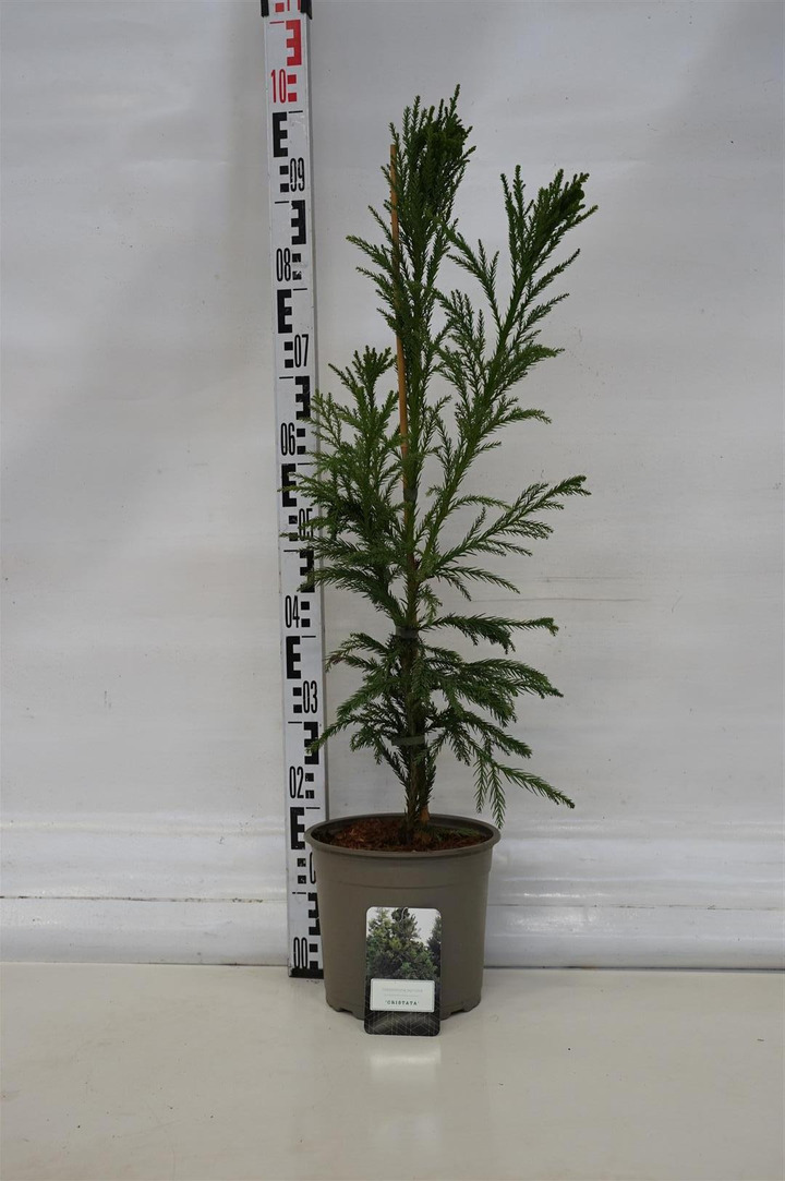 Kriptomerija japoninė (Lot Cryptomeria j.) 'Cristata' C5/P23 60-80 CM