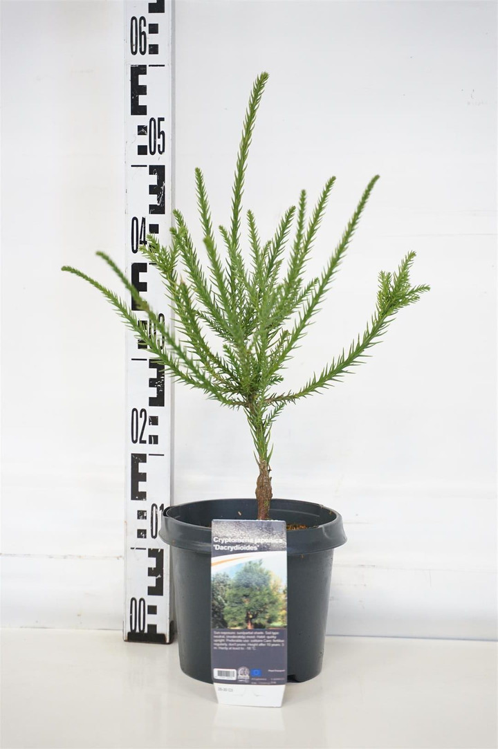 Kriptomerija japoninė (Lot Cryptomeria j.) 'Dacrydioides' C3/P19 25-30 CM | KRIPTOMERIJOS | SPYGLIUOČIAI