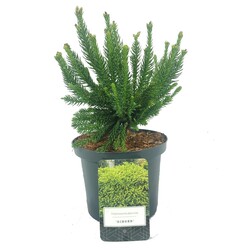 Kriptomerija japoninė (Lot Cryptomeria j.) 'Dinger' C2,5/P18 20-25 CM