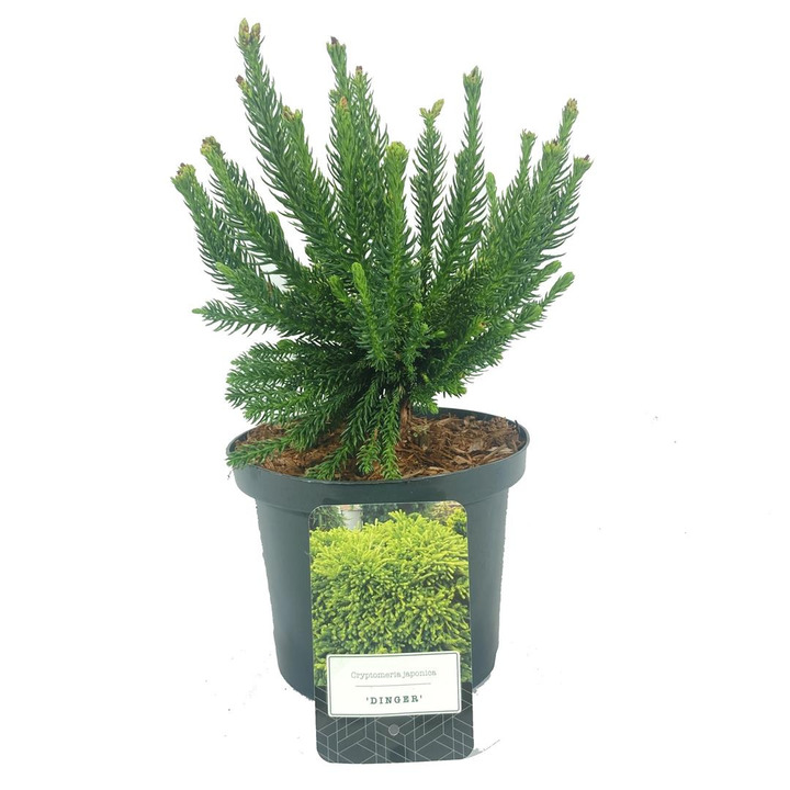 Kriptomerija japoninė (Lot Cryptomeria j.) 'Dinger' C2,5/P18 20-25 CM