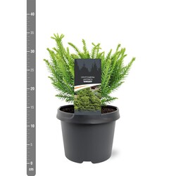Kriptomerija japoninė (Lot Cryptomeria j.) 'Dinger' C3/P19 20-25 CM