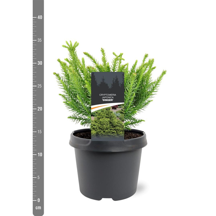Kriptomerija japoninė (Lot Cryptomeria j.) 'Dinger' C3/P19 20-25 CM