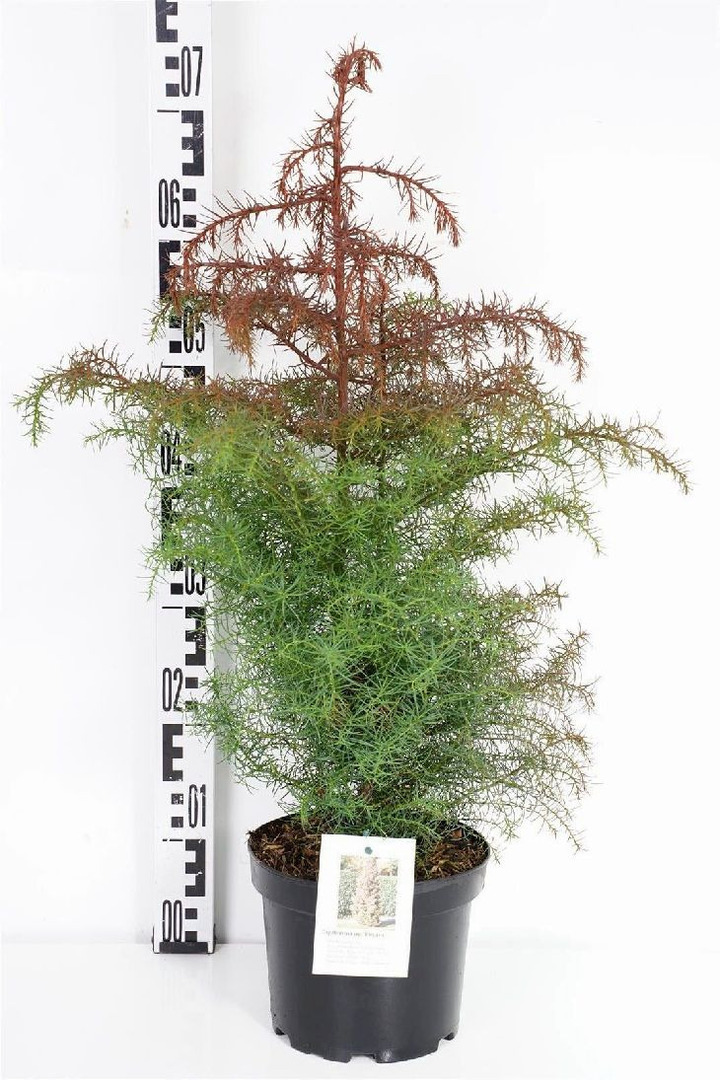 Kriptomerija japoninė (Lot Cryptomeria j.) 'Elegans' C3/P19 30-40 CM | KRIPTOMERIJOS | SPYGLIUOČIAI