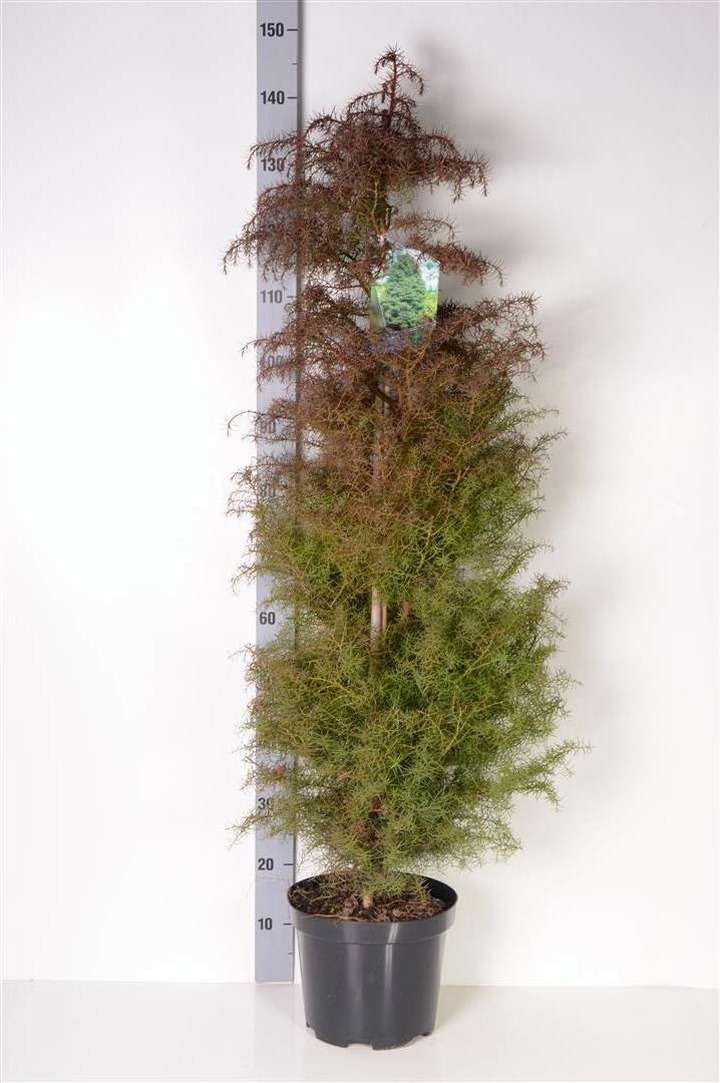 Kriptomerija japoninė (Lot Cryptomeria j.) 'Elegans' C7,5/P26 80-100 CM | KRIPTOMERIJOS | SPYGLIUOČIAI