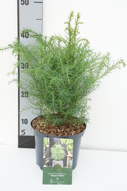 Kriptomerija japoninė (Lot Cryptomeria j.) 'Elegans Viridis' C2,5/P18 30-40 CM