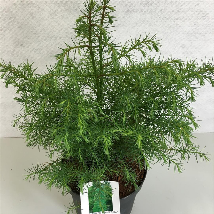Kriptomerija japoninė (Lot Cryptomeria j.) 'Elegans Viridis' C3/P19 30-40 CM