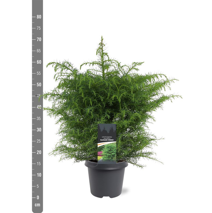 Kriptomerija japoninė (Lot Cryptomeria j.) 'Elegans Viridis' C5/P23 40-50 CM | KRIPTOMERIJOS | SPYGLIUOČIAI