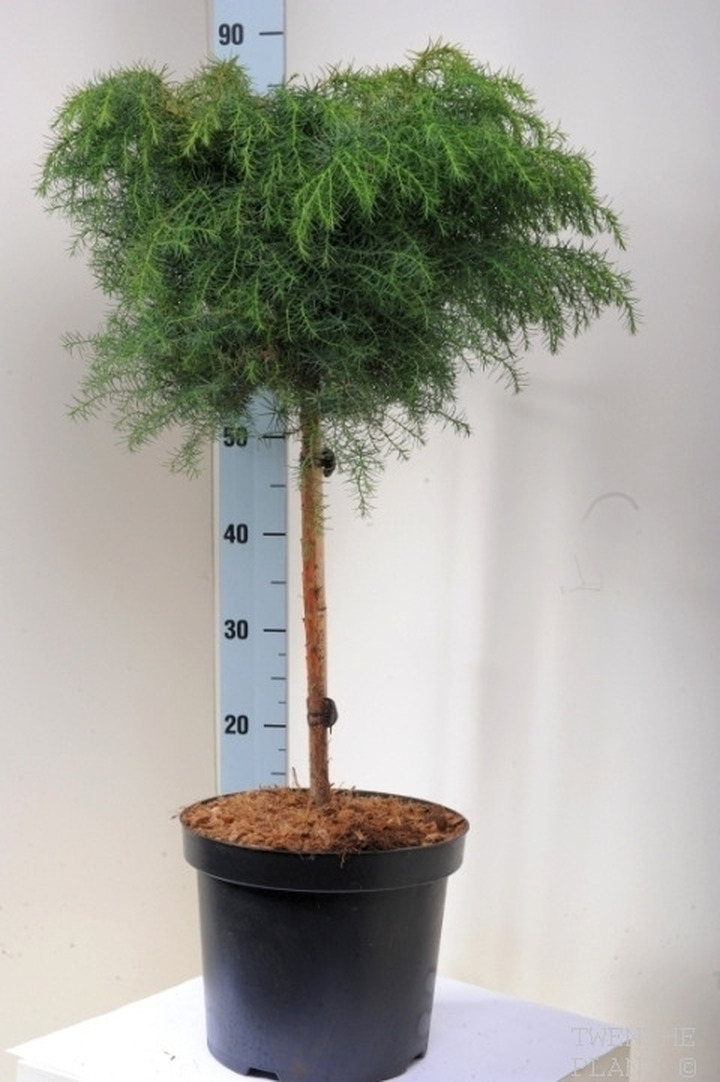 Kriptomerija japoninė (Lot Cryptomeria j.) 'Elegans Viridis' C5/P23 KOTAS 40 CM | KRIPTOMERIJOS | SPYGLIUOČIAI