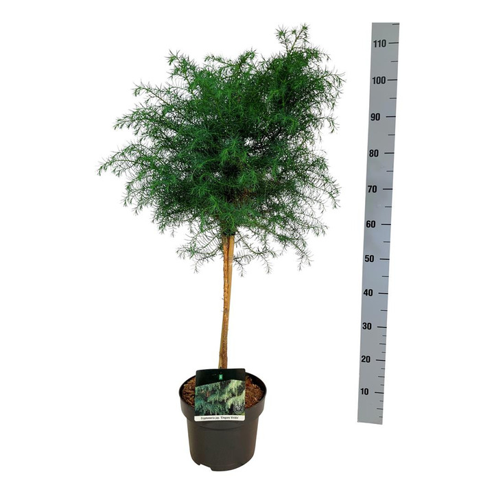 Kriptomerija japoninė (Lot Cryptomeria j.) 'Elegans Viridis' C5/P23 KOTAS 40 CM | KRIPTOMERIJOS | SPYGLIUOČIAI