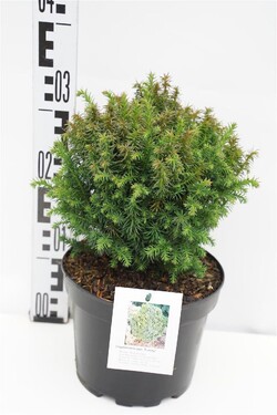 Kriptomerija japoninė (Lot Cryptomeria j.) 'Funny' C3/P19 20-25 CM - nuotrauka 1