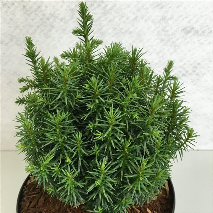 Kriptomerija japoninė (Lot Cryptomeria j.) 'Funny' C3/P19 20-25 CM | KRIPTOMERIJOS | SPYGLIUOČIAI
