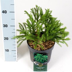 Kriptomerija japoninė (Lot Cryptomeria j.) 'Globosa Nana' C2,5/P18 15-20 CM